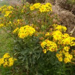 Cornwall_coast 1