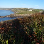 Cornwall_coast 7