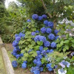 Heligan 1