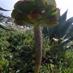 Minack garden_detail
