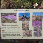 Minack_garden